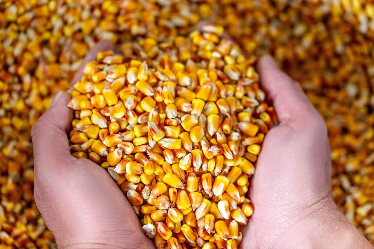 Prefeitura de São José da Lagoa Tapada distribui sementes nesta terça-feira, 13 de janeiro